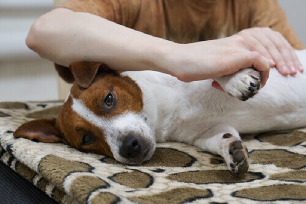 massaggio per il cane