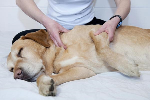 massaggio alla zampa del cane