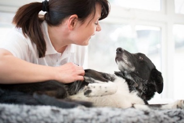 massaggio al cane