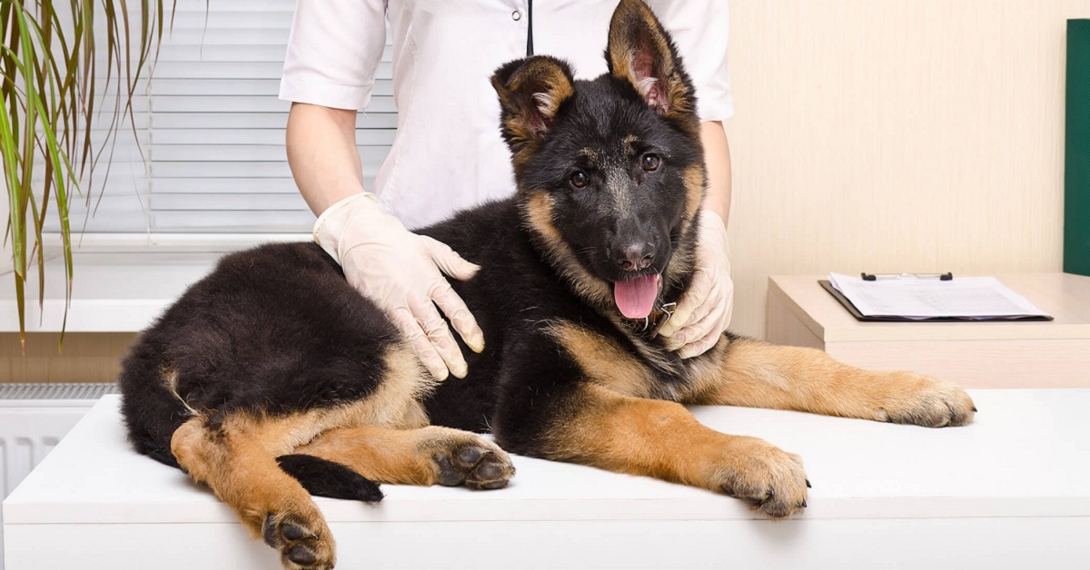 Massaggio per zampe posteriori al cane: come farlo