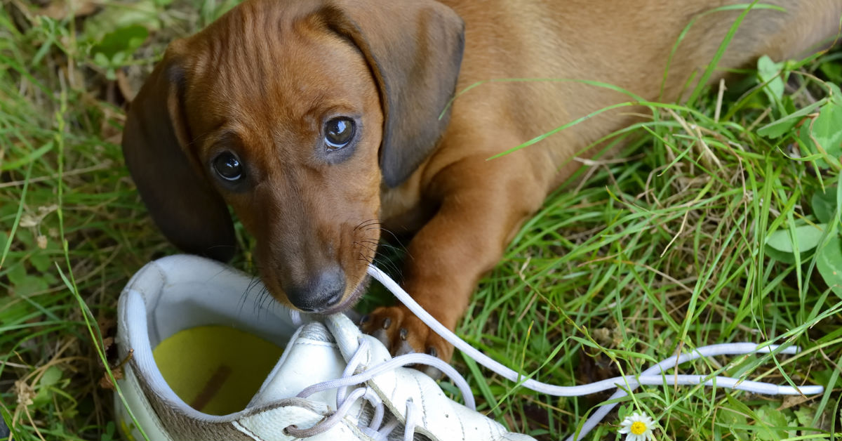 Masticazione distruttiva del cucciolo di cane: come fermarla