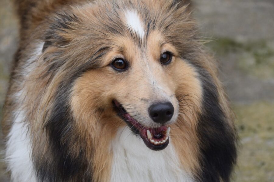 cane border collie