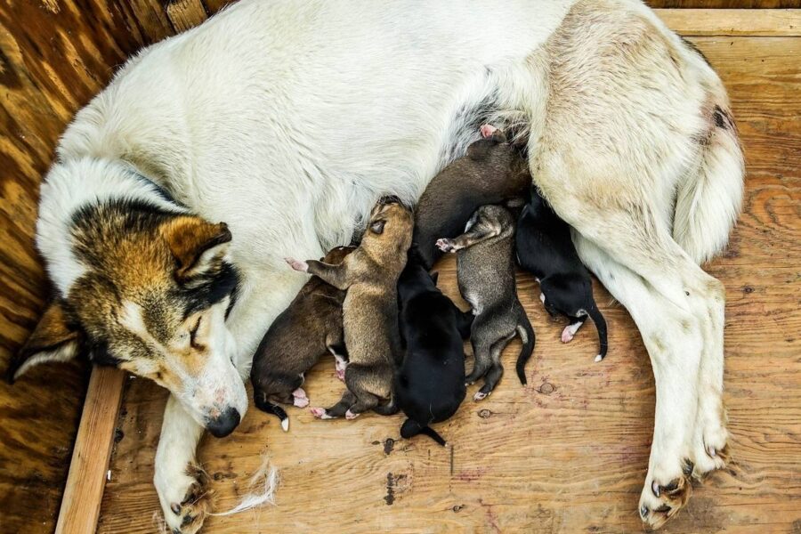 cane che allatta i cuccioli