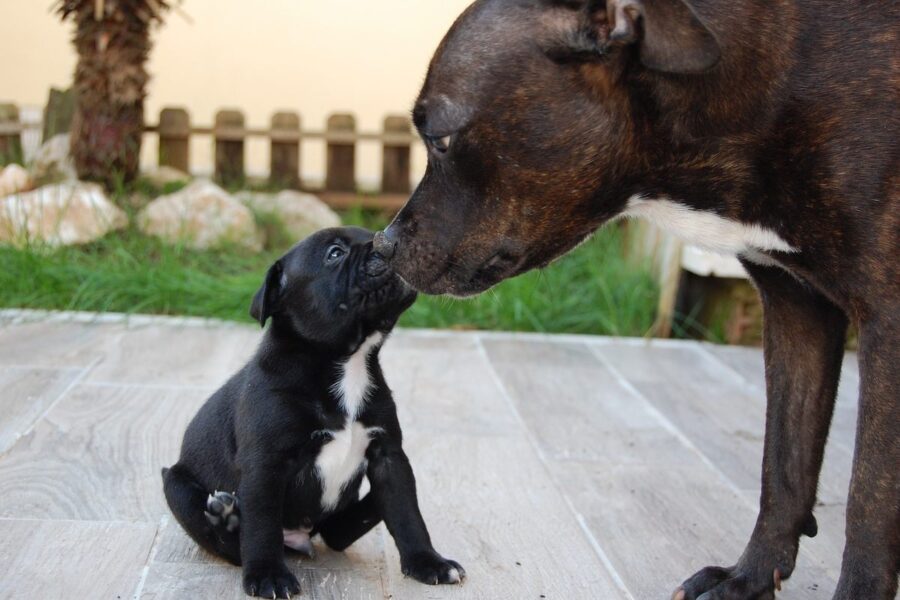 cane che annusa il suo cucciolo