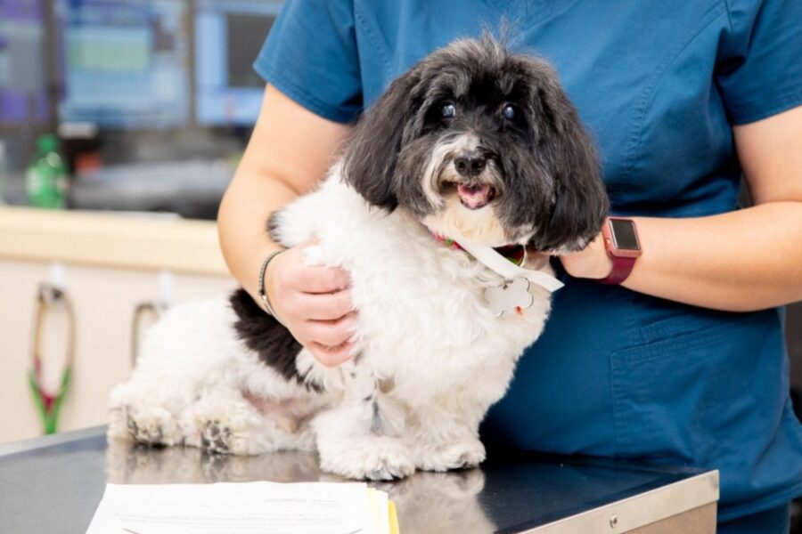 veterinario visita un cagnolino