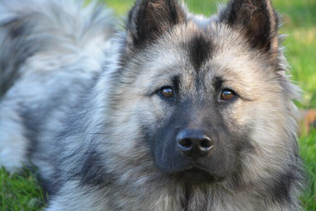 Mastite del cane: tutto su questa malattia