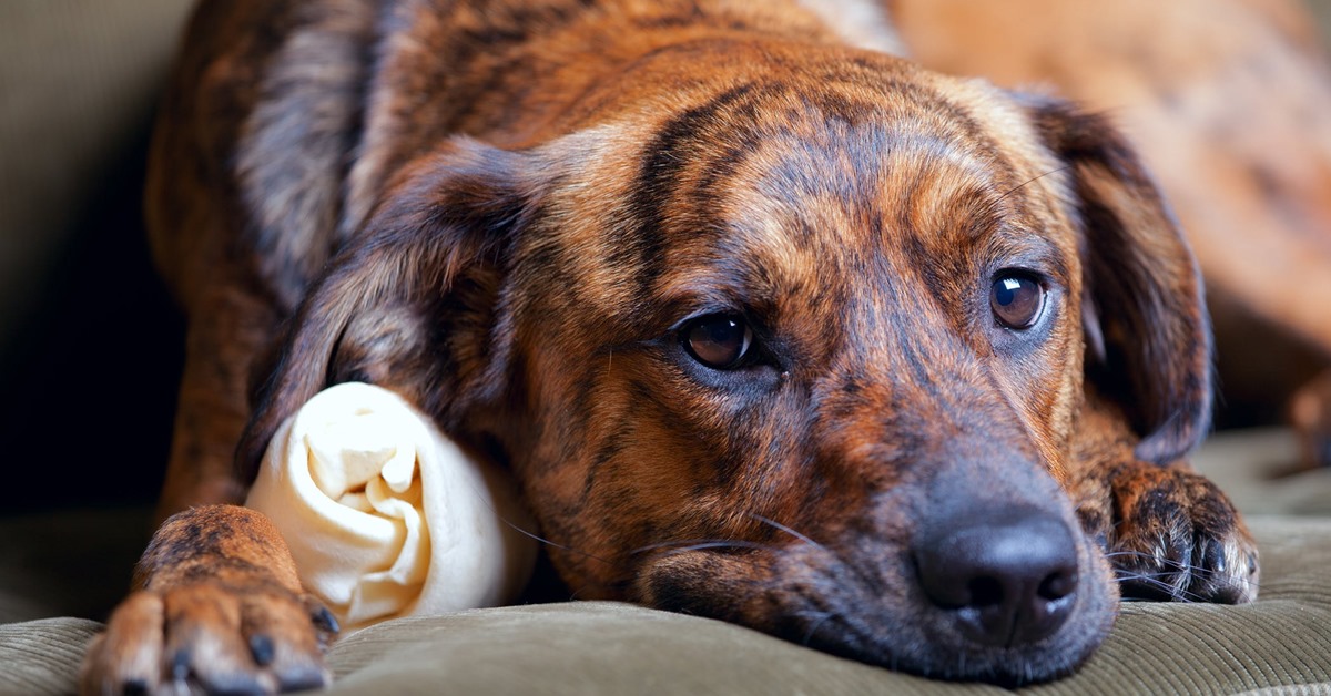 Medrol per cani: tutto quello che bisogna sapere su questa medicina