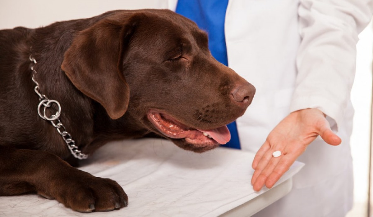 cane marrone dal veterinario