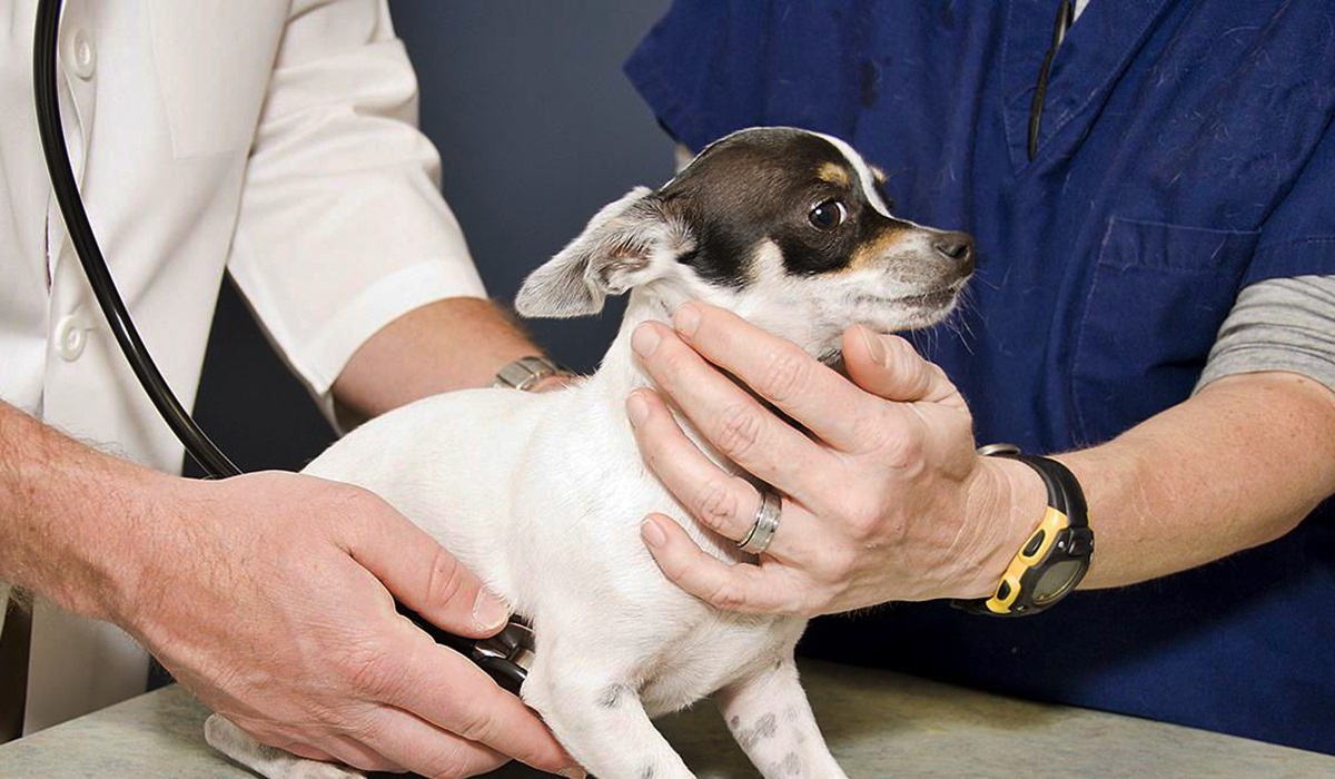 chihuahua spaventato dal veterinario