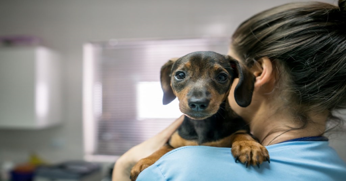 Meningioma del cane: cos’è, cosa sapere e cosa fare