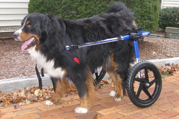 cane con carrello