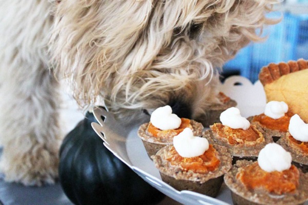 cane mangia mini pies