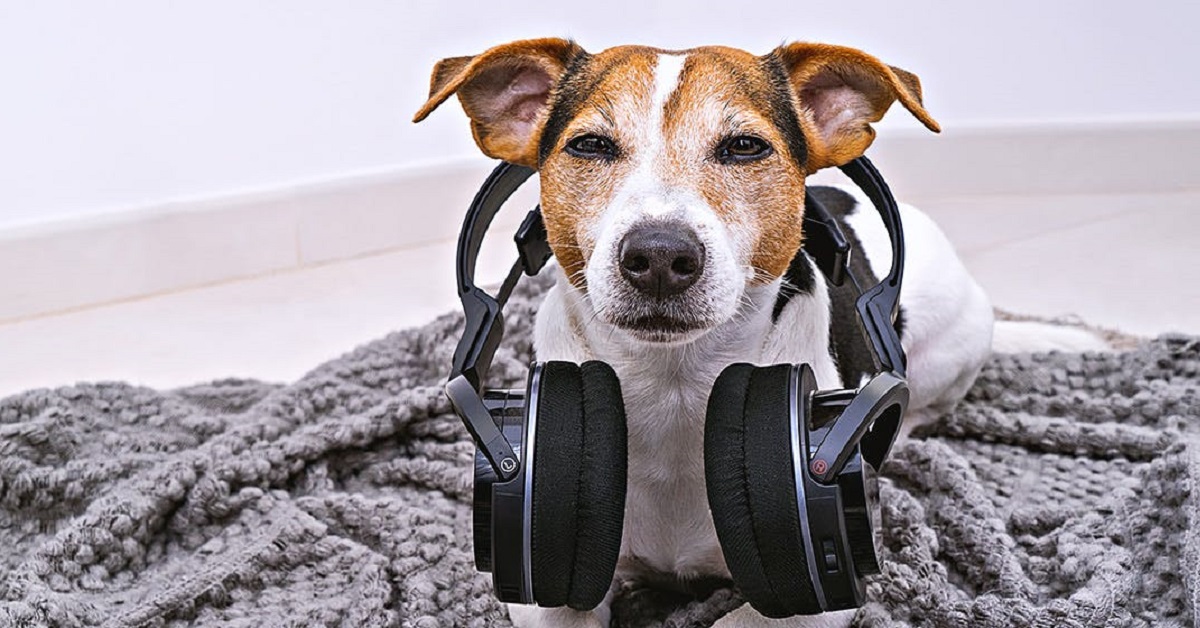 Musica per cani: le canzoni da far ascoltare a Fido