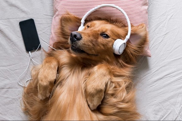 cane che ascolta musica