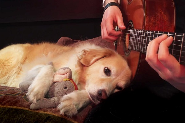 cane ascolta chitarra