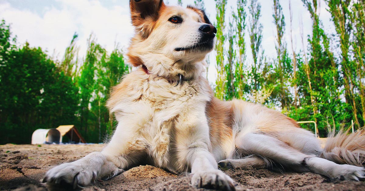 Il tuo cane ti salverebbe la vita? Scoprilo così