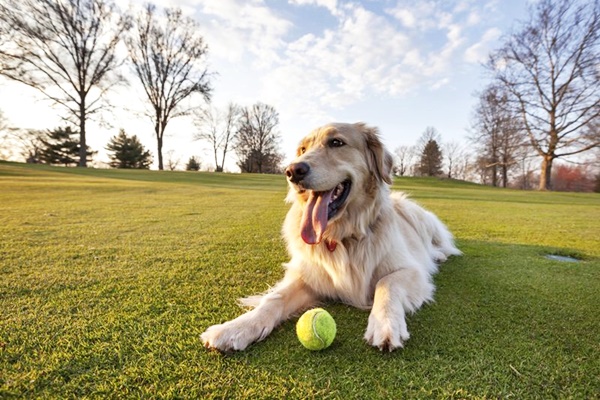 cane sul prato con la pallina