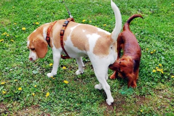 cane annusa un altro cane