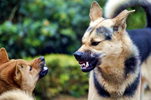 i cani riconoscono il colore della pelle