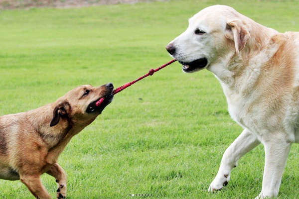 cani che tirano una corda