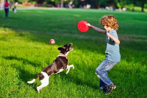 cane gioca con bambino