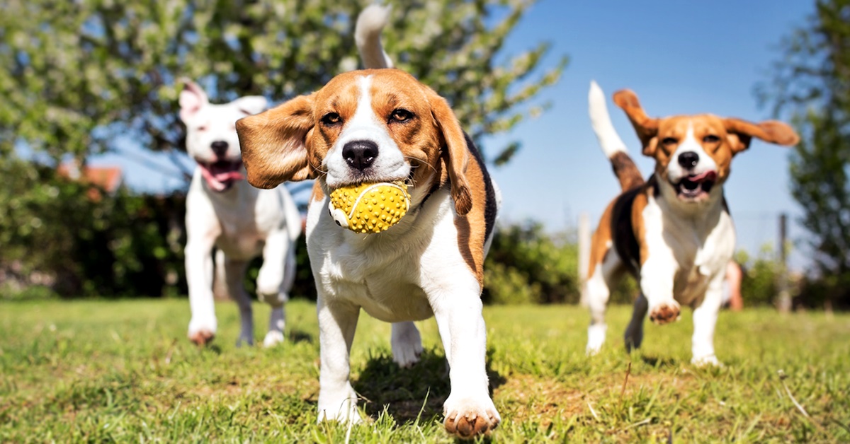 Quando non portare il cane al parco e perché è meglio di no