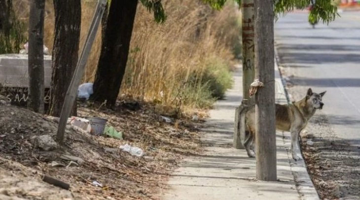 nuovo-hachiko-viale