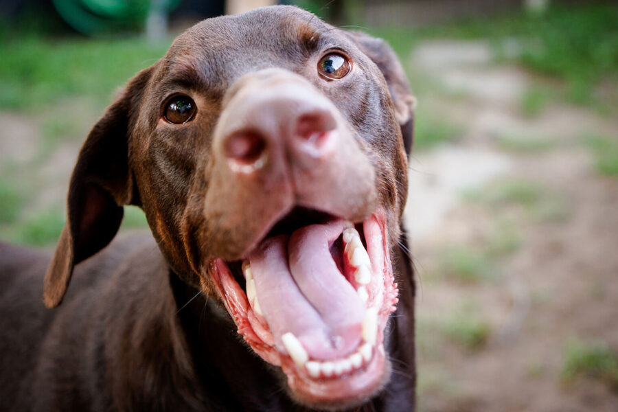 bocca del cane 