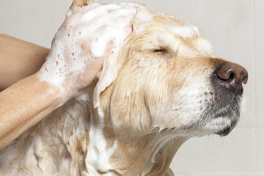 bagno al cane