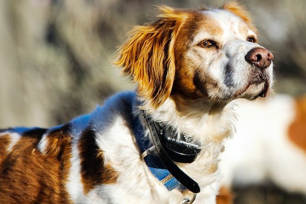 cane con collare a ultrasuoni