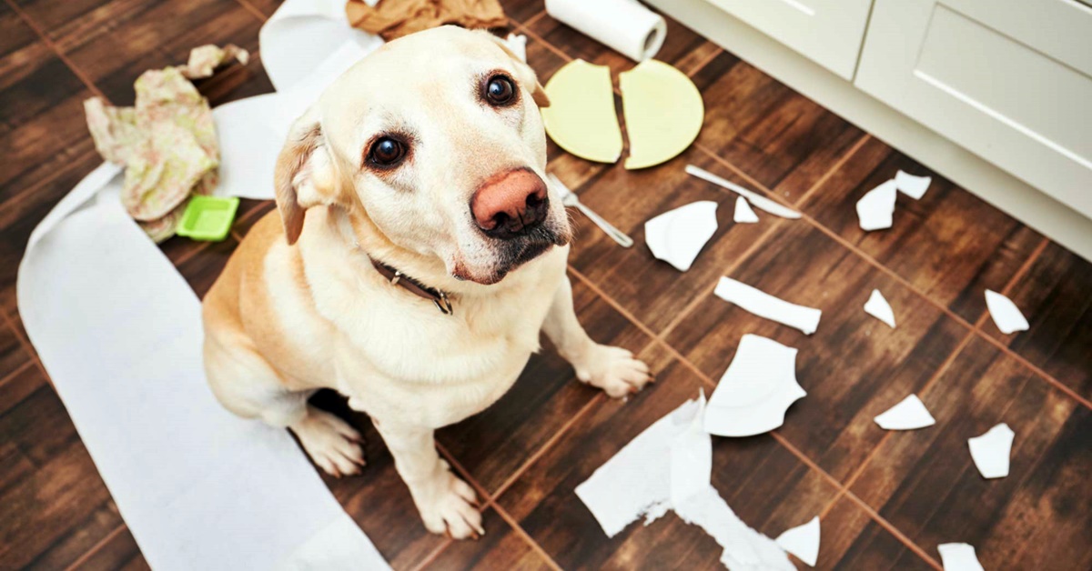 Oggetti rumorosi per addestrare il cane: a che servono e come crearli