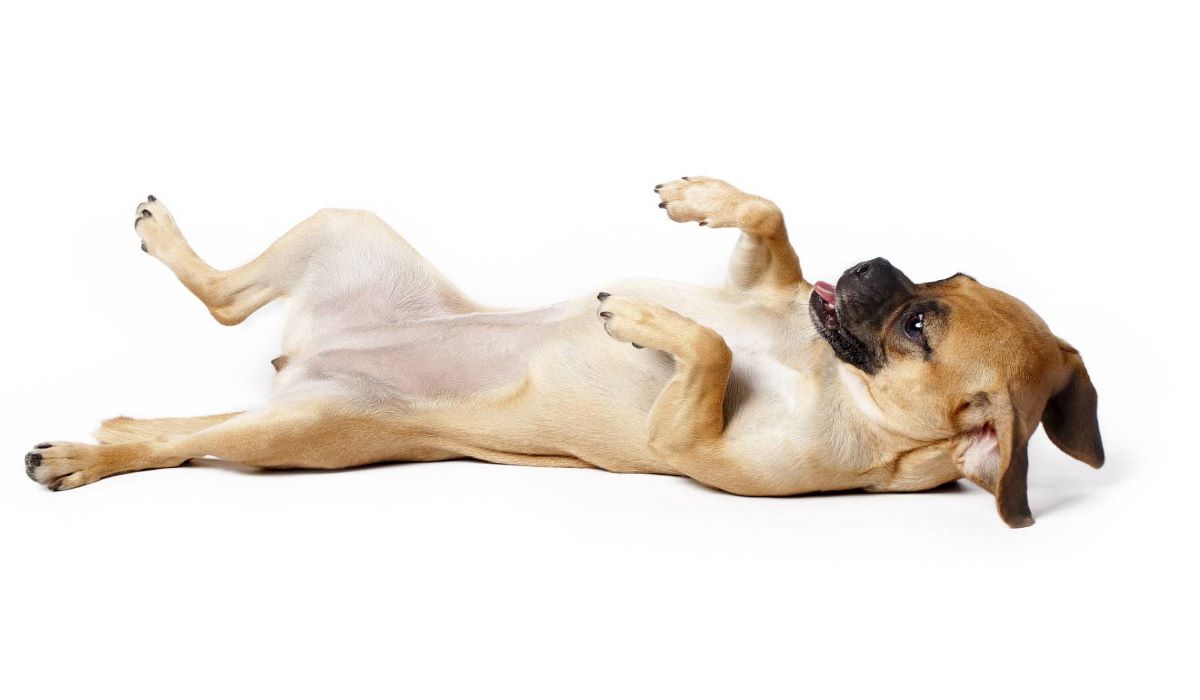Ernia ombelicale nel cane: cause, sintomi e cure