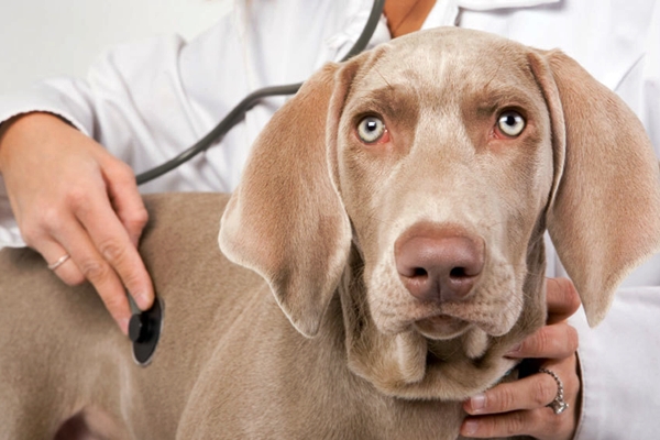 cane dal veterinario