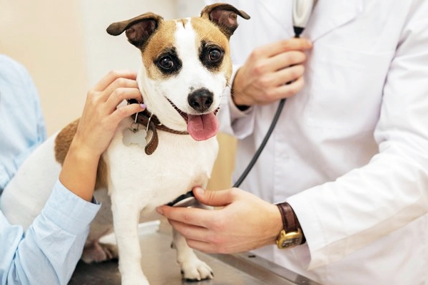 cane con veterinario