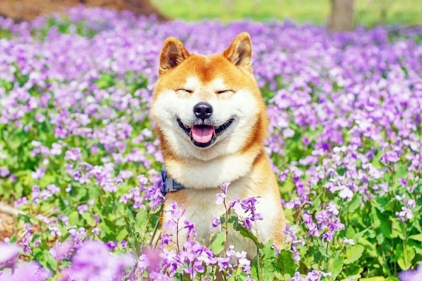 cane che sorride tra i fiori