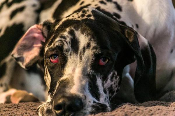 cane che guarda