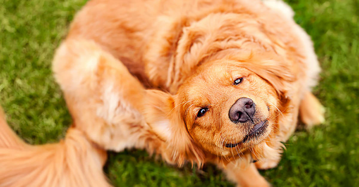 Orticaria nel cane: sintomi e possibili trattamenti