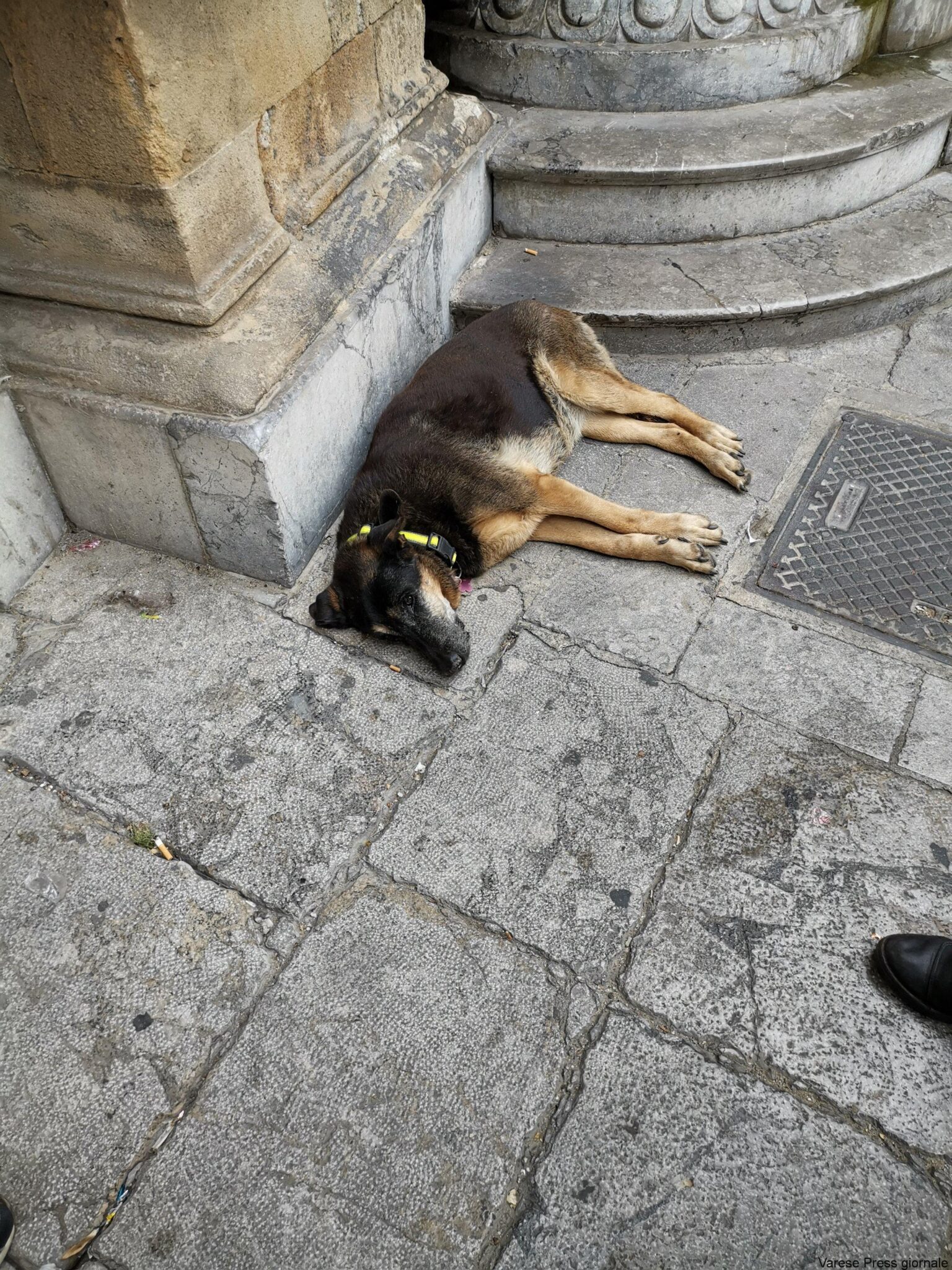 palermo-cane