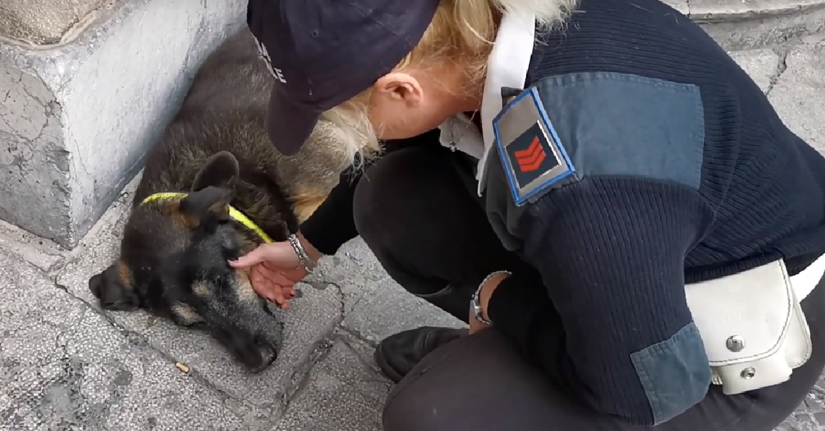 Palermo, il cane stanco sdraiato a terra viene coccolato dalla vigilessa