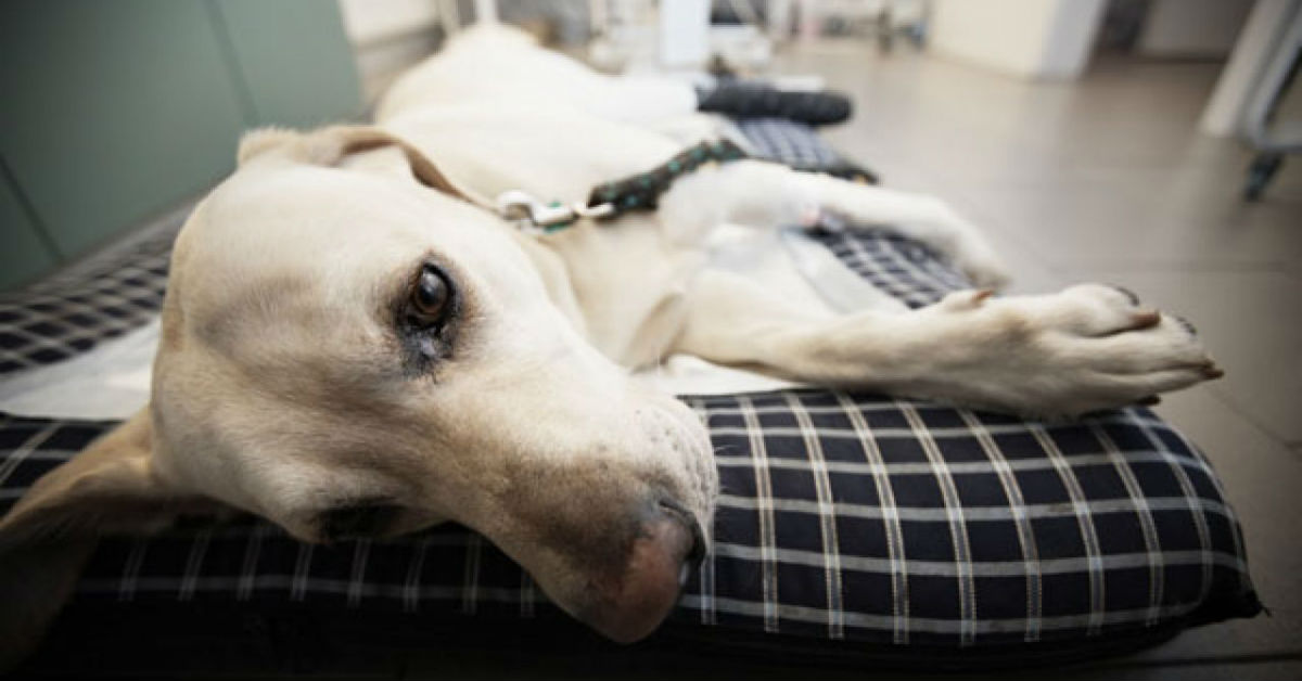 Pancreatite nel cane: cause, sintomi e trattamento