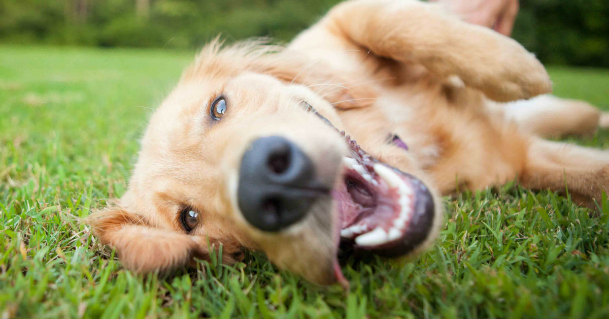 Panniculite nel cane: cause, sintomi e trattamento