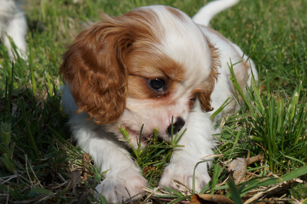 cucciolo di cane