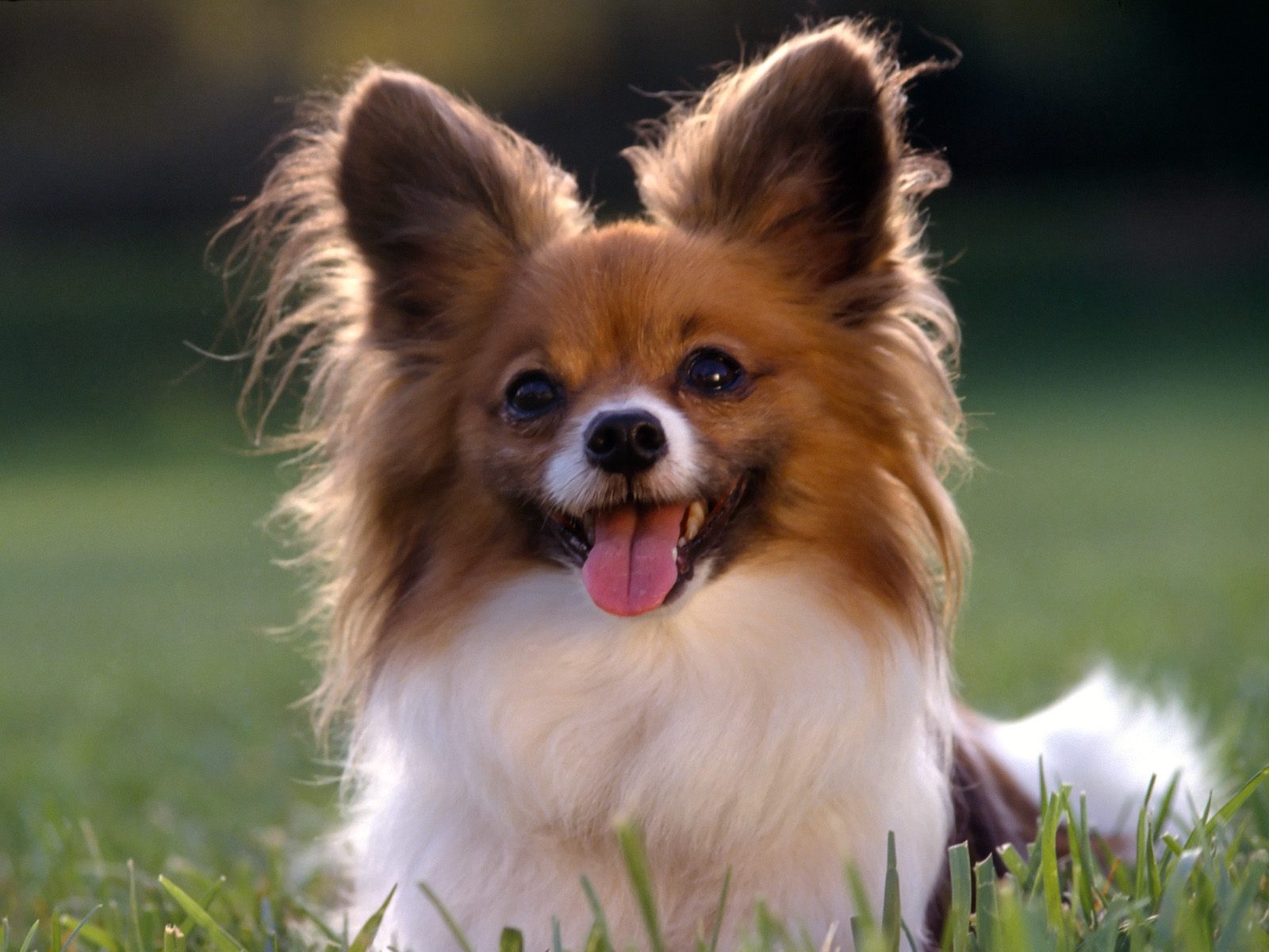 esemplare cane papillon