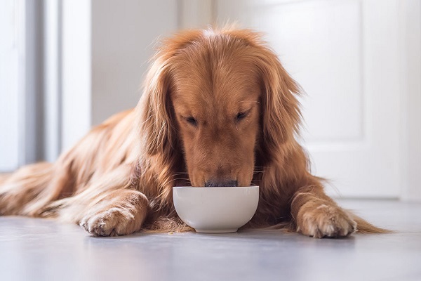 cane che mangia da ciotola