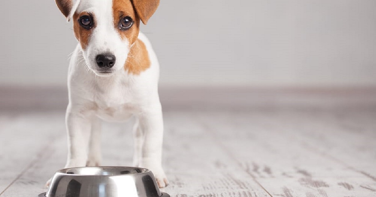 Pappa di manzo e verdura per cane: la ricetta homemade