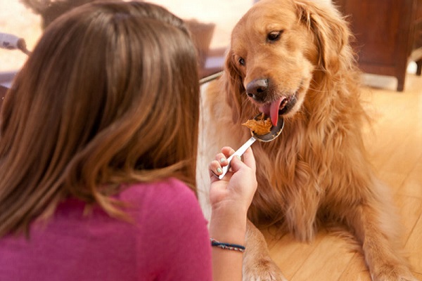 cane mangia da cucchiaio