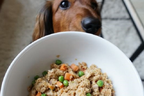 cane guarda pappa di carne e verdure