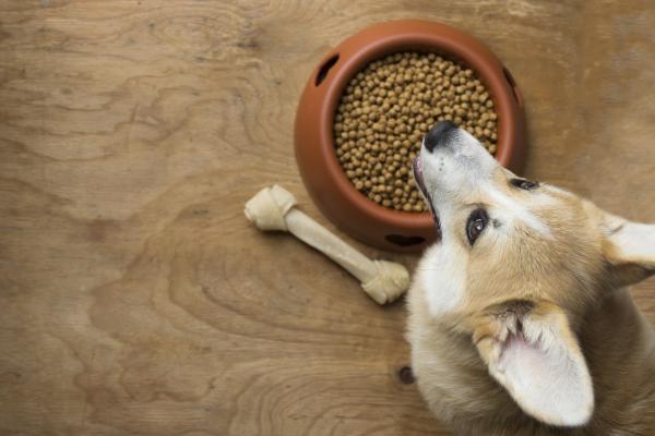 cane e ciotola