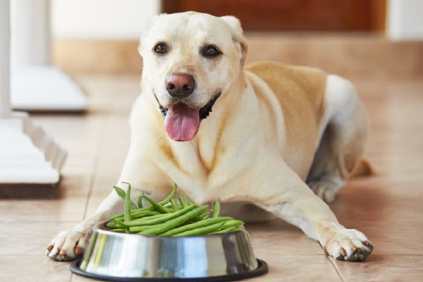 cane labrador