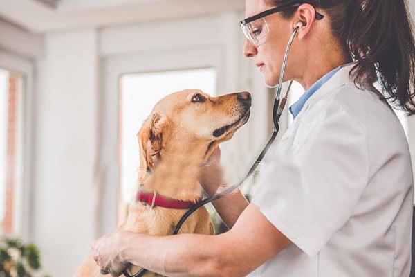 cane e veterinaria